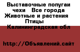 Выставочные попугаи чехи - Все города Животные и растения » Птицы   . Калининградская обл.